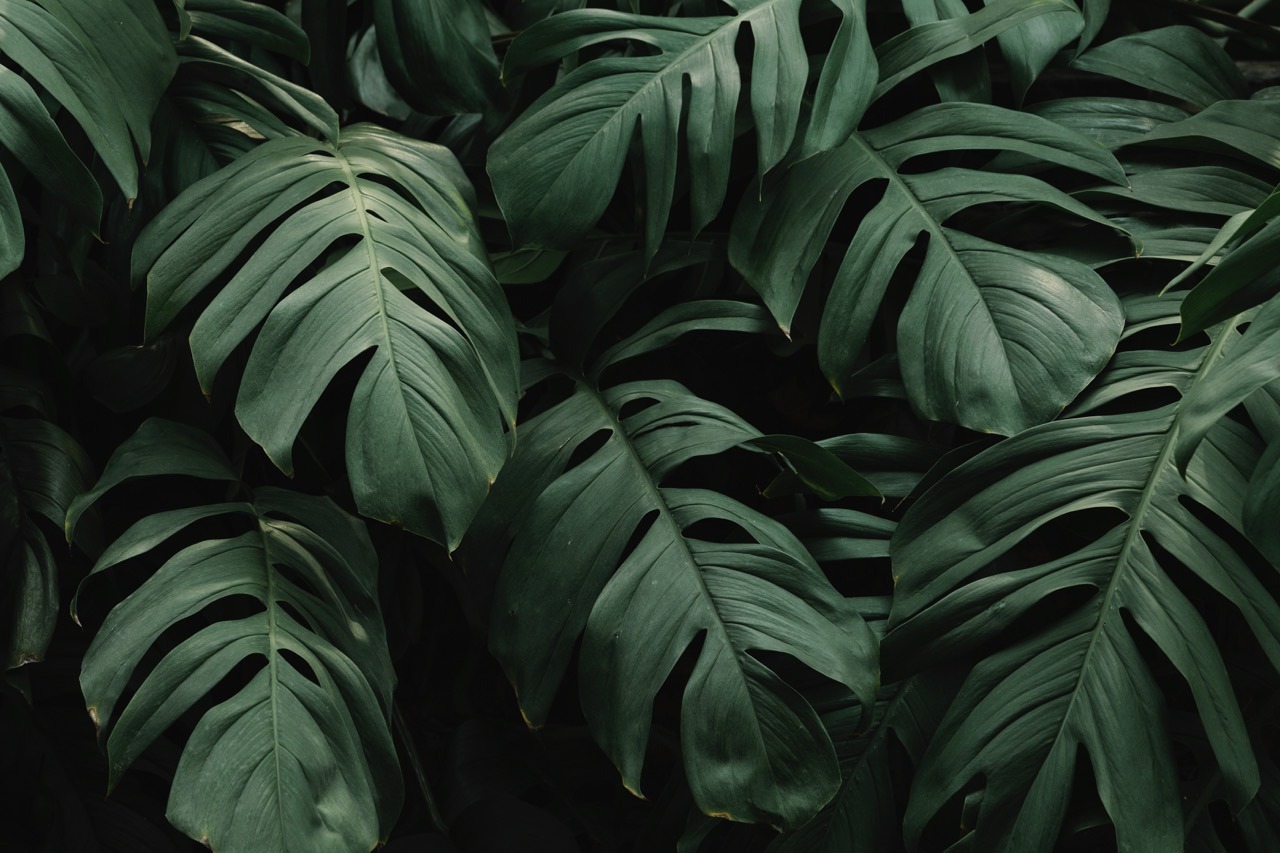 Monstera delicosa leaves textured background